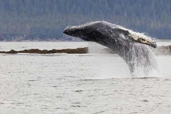 AK, Frederick Sound Humpback whale lunging